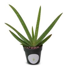 aloe 5 pots vera for sale  Castaic