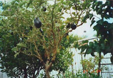 Solanum torvum melanzane usato  Reggio Calabria