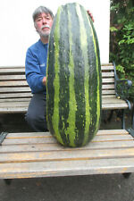 Giant marrow seeds for sale  DERBY