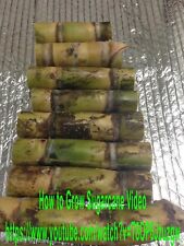 Sugarcane ready plant for sale  Fort Myers