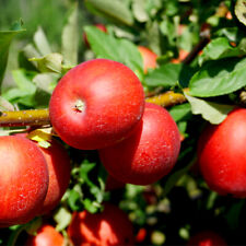 Red devil apple for sale  NEWTOWNARDS