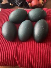 Emu hatching eggs for sale  SOUTHAMPTON