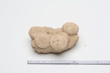 Versteinerte korallen fossilie gebraucht kaufen  Hannover