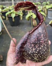 Fat giant nepenthes for sale  Avondale