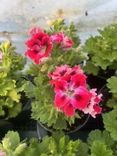 geraniums plant 6 pot for sale  Crosby