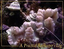 Practical reef keeper for sale  Arcata