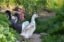 Fertile swedish duck for sale  Potsdam