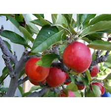 Dwarf fuji apple for sale  USA
