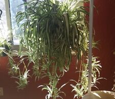 Baby spider plant for sale  WALSALL