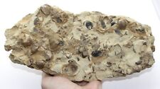 Fossil brachiopod death d'occasion  Expédié en Belgium