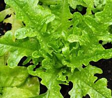 Lettuce emerald green for sale  Shipping to Ireland