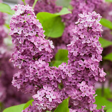 Lilac tree syringa for sale  UK