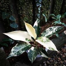Aglaonema Siam Jade Variegated Albo Rare - Ship With DHL Express, used for sale  Shipping to South Africa