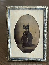 19th C. Tintype Miniatura Perro Pincher Sentado en un Sombrero Superior L@@@@@@@@@@@@@@@@@@K segunda mano  Embacar hacia Argentina