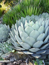Agave Parryi subsp.Parryi Frost Resistant Agave Agawa Fresh Seeds na sprzedaż  PL