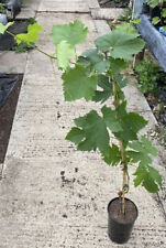 Grape exalta edible for sale  SOUTHAMPTON