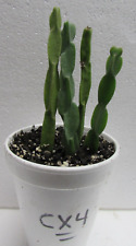 Rhipsalis paradoxa plants for sale  Sarasota