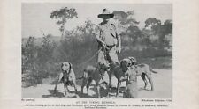 Rhodesian ridgeback dogs for sale  COLEFORD