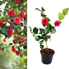 Camellia blood china for sale  GLASGOW