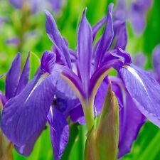 Iris laevigata pond for sale  GLASGOW