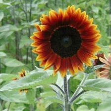 Earthwalker sunflower seeds for sale  Salem