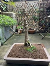 Gros bonsai érable d'occasion  Paris IX
