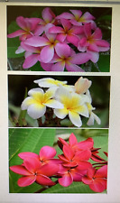 Plumeria frangipani color for sale  Bradenton