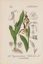 Yellow Women's Shoe (Cypripedium Calceolus) Chromo Lithograph of 1880 Orchids for sale  Shipping to South Africa