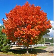 October glory maple for sale  Baileyton