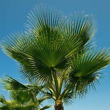 Cotton palm washingtonia for sale  SOUTHAMPTON