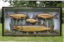 Pike various fish for sale  COULSDON