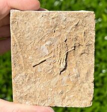 Juvenile phacelocrinus fossil for sale  Coppell