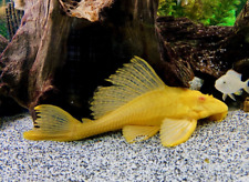 Gold suckermouth catfish for sale  LONDON