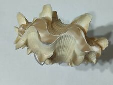 Conchiglia shell tridacna usato  Piombino