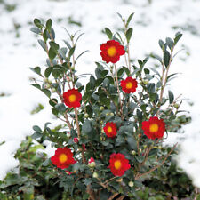 Camellia hardy flowering for sale  IPSWICH