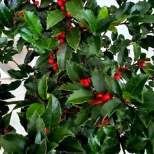 Holly ilex meserveae for sale  DUDLEY