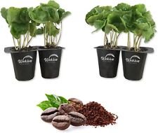 coffee plants for sale  USA