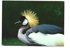 Exotic birds crown d'occasion  Expédié en Belgium