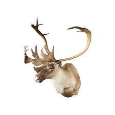 Caribou shoulder mount for sale  Coeur D Alene