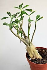 Handpicked strong adenium for sale  Shipping to Ireland