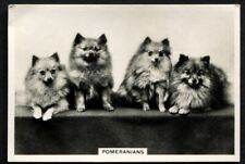 Tobacco Card, Senior Service, DOGS, DOG BREEDS, 1939, Pomeranians, #46, used for sale  Shipping to South Africa