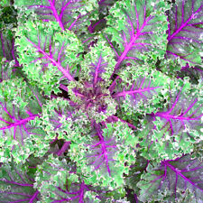 Red russian kale for sale  Tarpon Springs