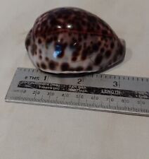 Antique cowrie shell for sale  LOANHEAD