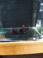 Black cory catfish for sale  Bristol