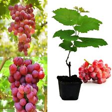 Grape vitis plant for sale  GLASGOW