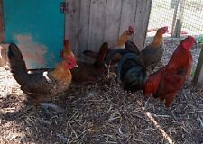 chicken hatching eggs for sale chicken hatching eggs for sale CULLOMPTON