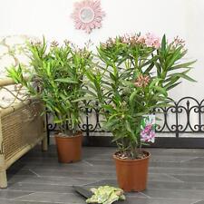 Hardy nerium oleander for sale  BIRMINGHAM