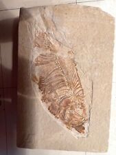 Prehistoric fish fossil for sale  Portland
