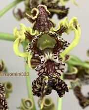 Dendrobium spectabile blooming for sale  Bogalusa