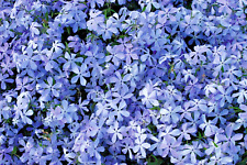 Phlox divaricata clouds for sale  PRESTON